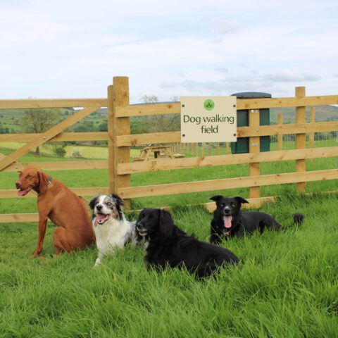 Dog field at Catgill Farm